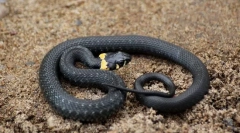 Како да се разликуваат каналите од viper?